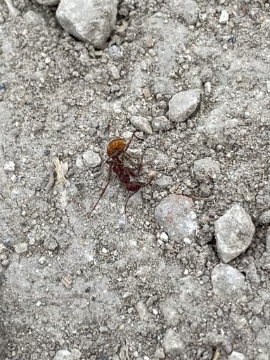 Polyergus rufescens photo 143