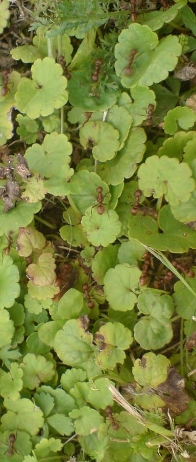 Polyergus rufescens photo 13