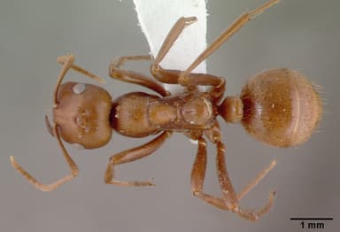 Polyergus rufescens — queen photo 15