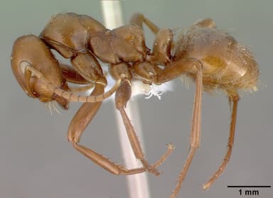 Polyergus rufescens — queen photo 16
