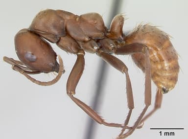 Polyergus rufescens — queen photo 17
