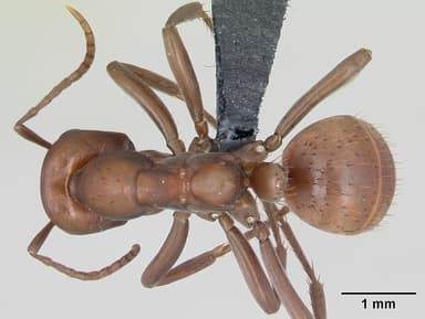Polyergus rufescens — queen photo 18