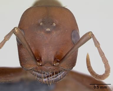 Polyergus rufescens — queen photo 20