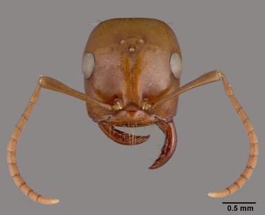 Polyergus rufescens — queen photo 21