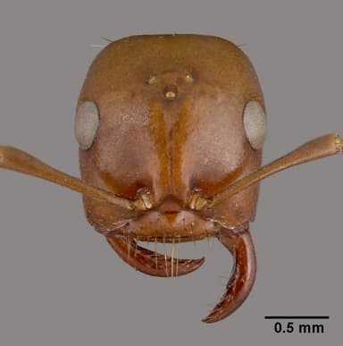Polyergus rufescens — queen photo 22