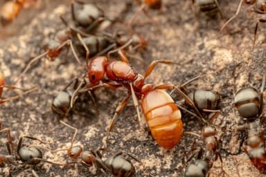 Polyergus topoffi — worker photo 1