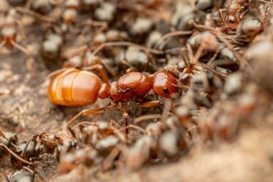 Polyergus topoffi — worker photo 2