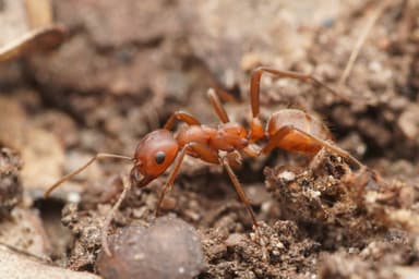 Polyergus topoffi — colony photo 4