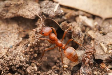 Polyergus topoffi — colony photo 5