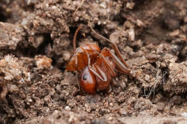 Polyergus topoffi — colony photo 6