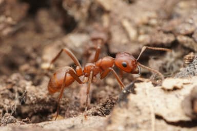 Polyergus topoffi — colony photo 7