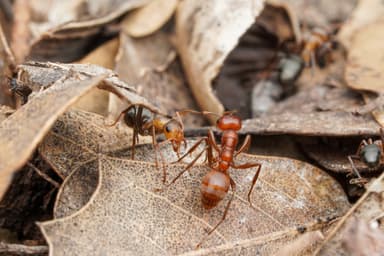 Polyergus topoffi — colony photo 8