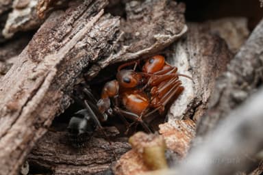Polyergus topoffi — colony photo 9