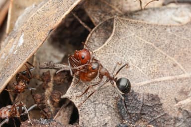 Polyergus topoffi — colony photo 10