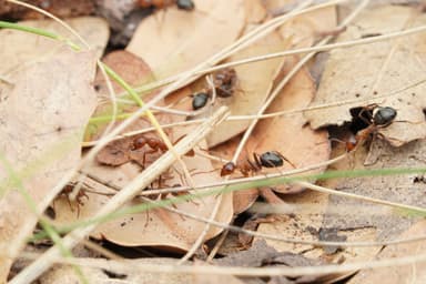Polyergus topoffi — colony photo 11