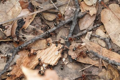 Polyergus topoffi — colony photo 16