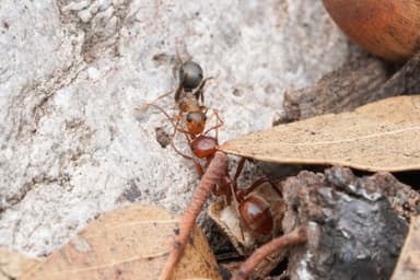 Polyergus topoffi — colony photo 17