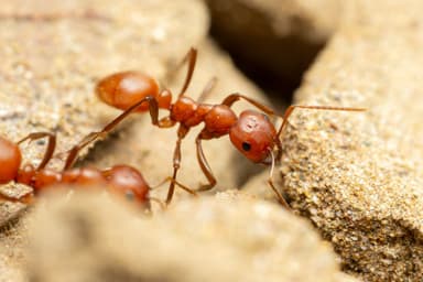 Polyergus topoffi — colony photo 18