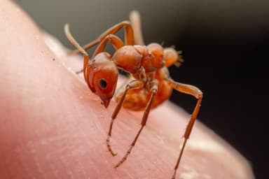 Polyergus topoffi — colony photo 21