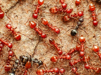 Polyergus topoffi photo 23