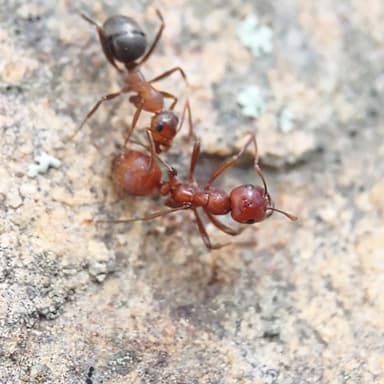 Polyergus topoffi photo 25