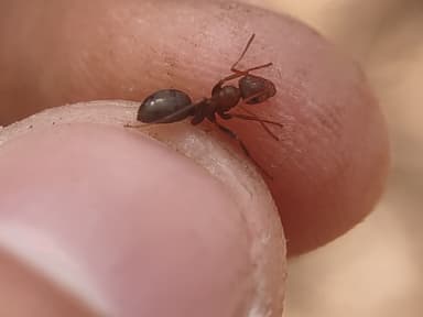 Polyergus topoffi photo 29