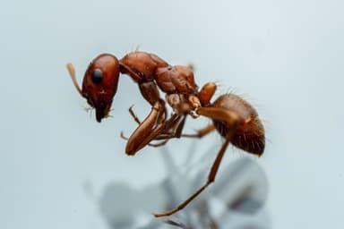Polyergus topoffi — worker photo 31