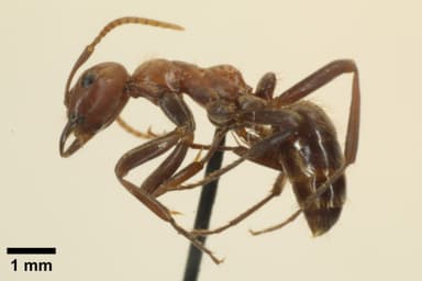 Polyergus topoffi photo 35
