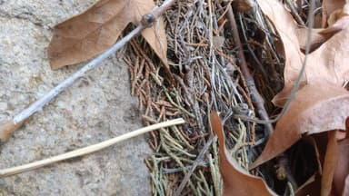 Polyergus topoffi — worker photo 36