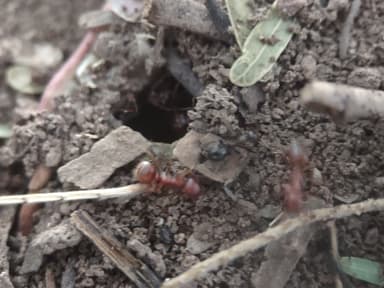 Polyergus topoffi photo 40