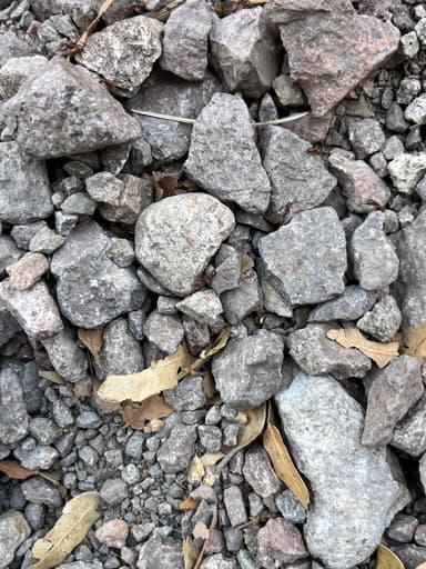 Polyergus topoffi photo 44