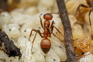 Polyergus topoffi photo 50