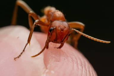 Polyergus topoffi photo 52