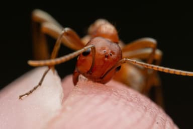 Polyergus topoffi photo 53