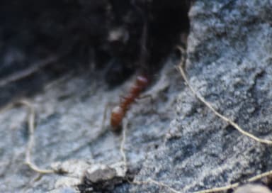 Polyergus topoffi photo 54