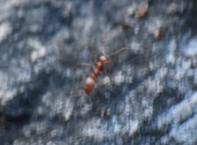 Polyergus topoffi photo 55