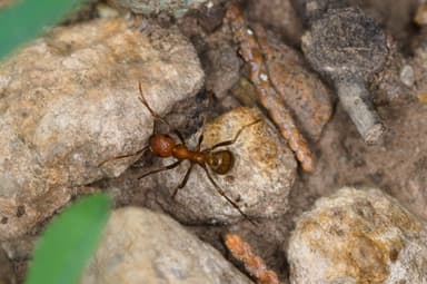 Polyergus topoffi photo 70