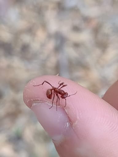 Polyergus topoffi photo 71