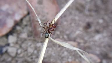 Polyergus topoffi photo 79
