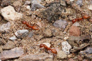 Polyergus topoffi photo 96