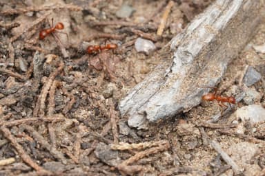 Polyergus topoffi photo 97