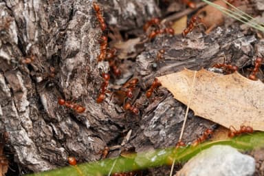 Polyergus topoffi photo 99