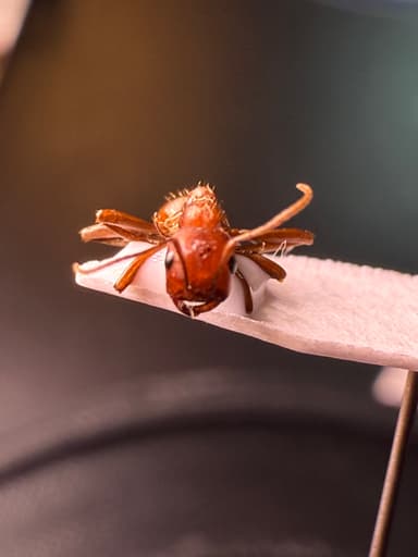 Polyergus topoffi photo 101