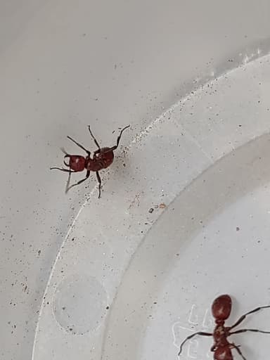 Polyergus topoffi photo 103