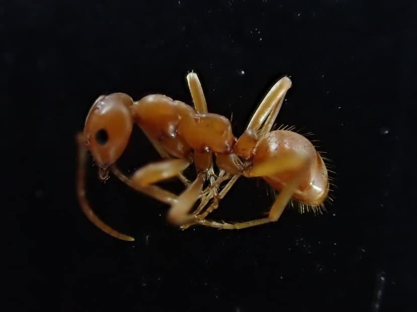 Polyergus vinosus photo 1