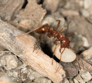 Polyergus vinosus photo 2