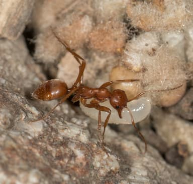 Polyergus vinosus photo 3