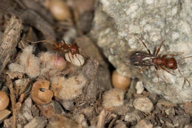 Polyergus vinosus photo 4