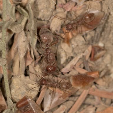 Polyergus vinosus photo 5