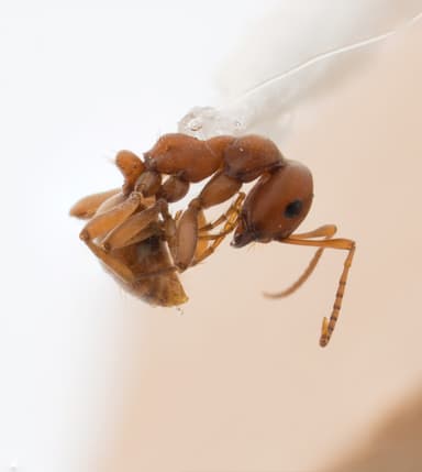 Polyergus vinosus photo 7